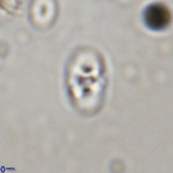 Owenia hillii 38045