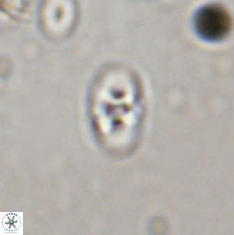 Owenia hillii 38045