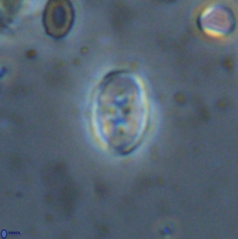 Owenia hillii 38046