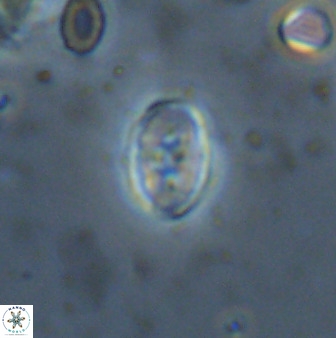Owenia hillii 38046