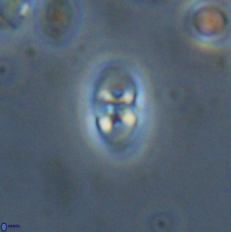 Owenia hillii 38047