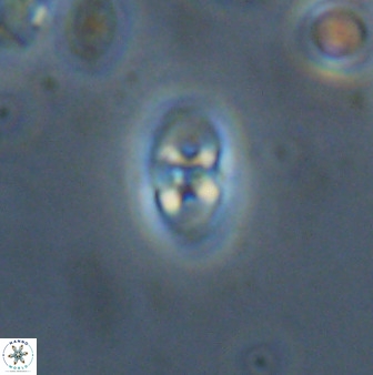 Owenia hillii 38047