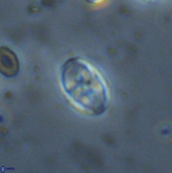 Owenia hillii 38048