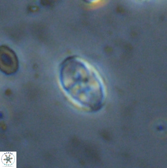 Owenia hillii 38048