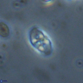 Owenia hillii 38049