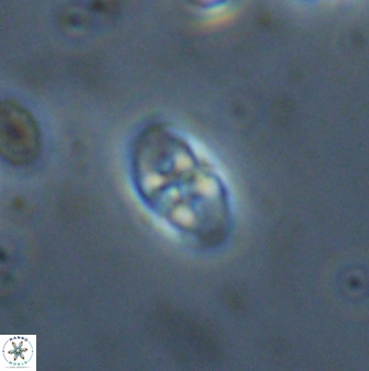 Owenia hillii 38049