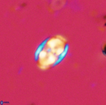 Owenia hillii 38040