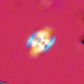 Owenia hillii 38041