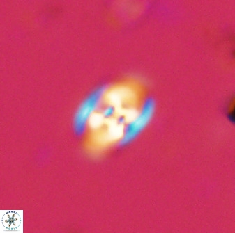 Owenia hillii 38041