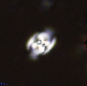 Owenia hillii 38042