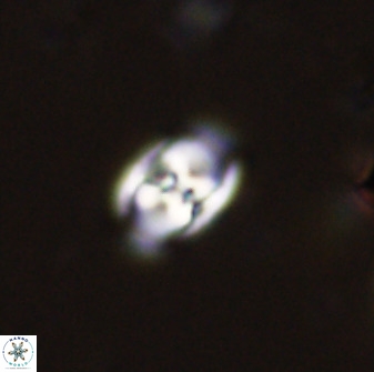 Owenia hillii 38042