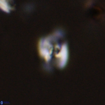 Owenia hillii 38043