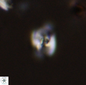 Owenia hillii 38043