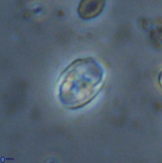 Owenia hillii 38050