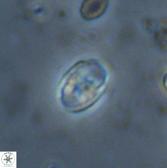 Owenia hillii 38050