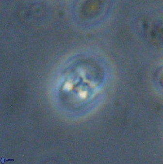 Owenia hillii 38051