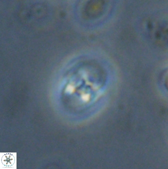 Owenia hillii 38051
