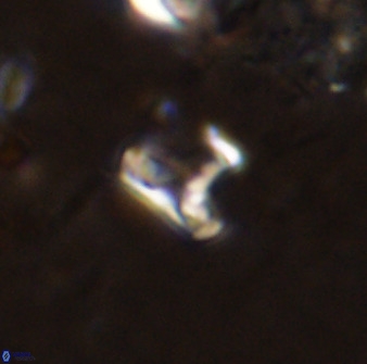 Owenia hillii 38774