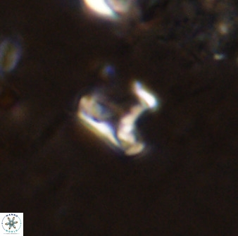 Owenia hillii 38774