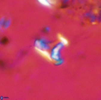Owenia hillii 38775