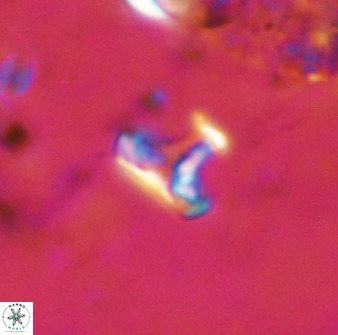 Owenia hillii 38775