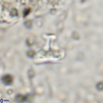 Owenia hillii 38776