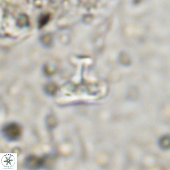Owenia hillii 38776