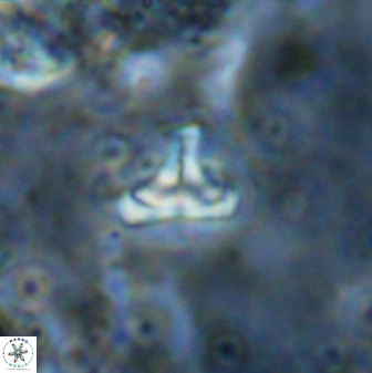 Owenia hillii 38777
