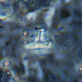 Owenia hillii 38778