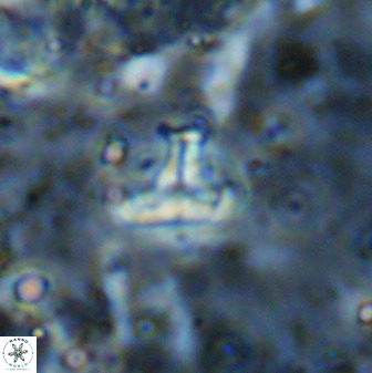 Owenia hillii 38778