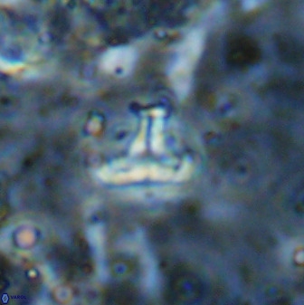 Owenia hillii 38779