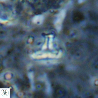 Owenia hillii 38779