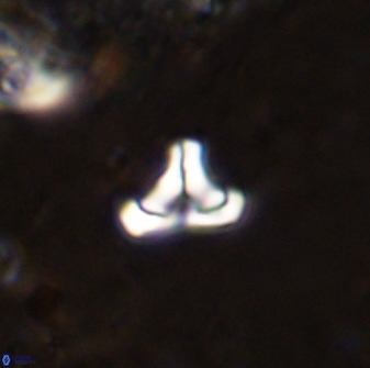 Owenia hillii 38770