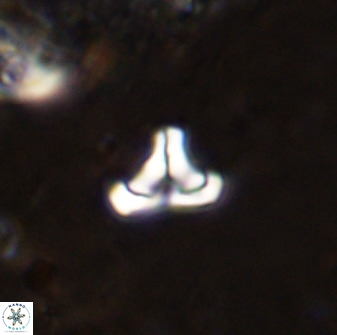 Owenia hillii 38770