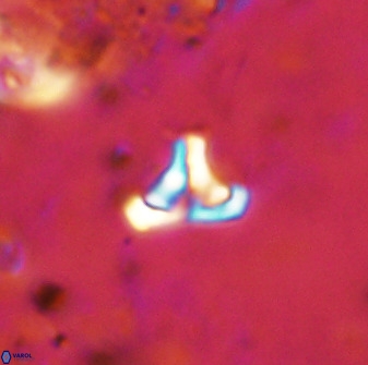 Owenia hillii 38771