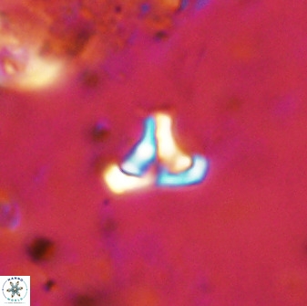 Owenia hillii 38771