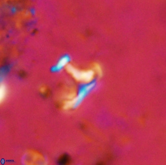 Owenia hillii 38772