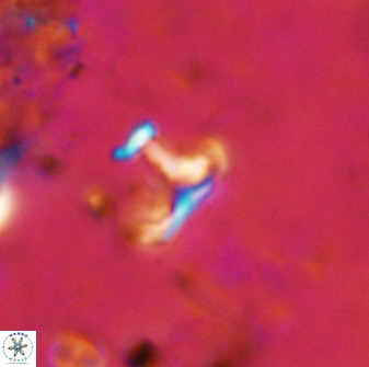 Owenia hillii 38772