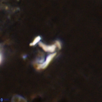 Owenia hillii 38773