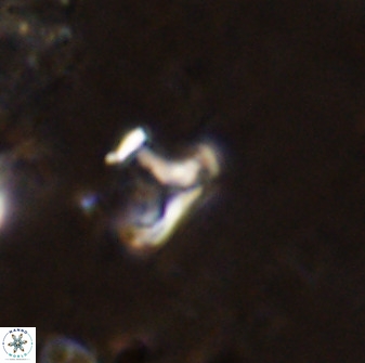 Owenia hillii 38773