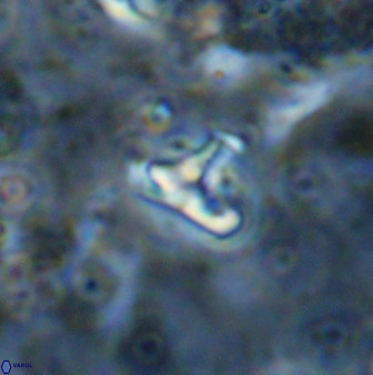 Owenia hillii 38781