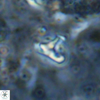 Owenia hillii 38781