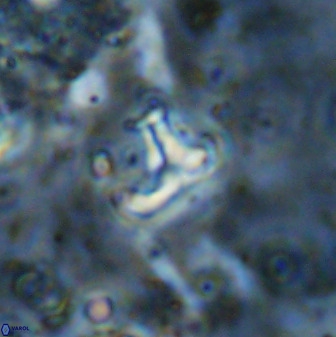 Owenia hillii 38782