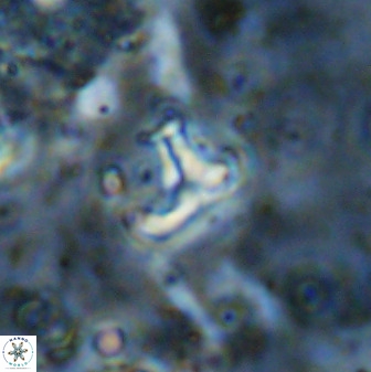 Owenia hillii 38782