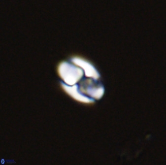 Owenia hillii 39016