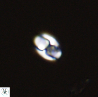 Owenia hillii 39016