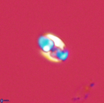 Owenia hillii 39017