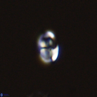 Owenia hillii 39018