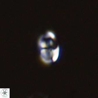 Owenia hillii 39018
