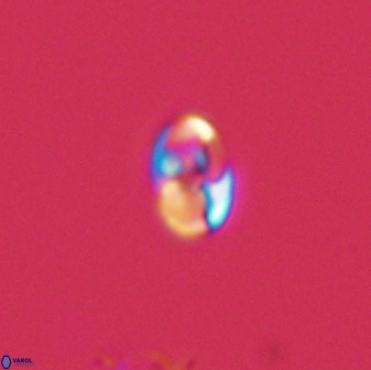 Owenia hillii 39019